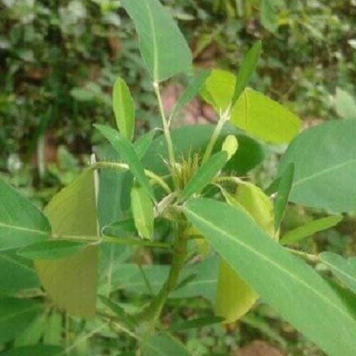 plante qui danse